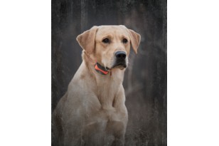 SPORTDOG SPORT TRAINER 875 2