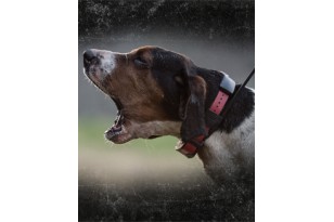 SPORTDOG SATELLITARE GPS... 2